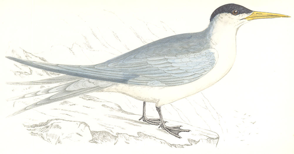BIRDS. Swift Tern. Found in Europe. Africa (Morris) 1865 old antique print
